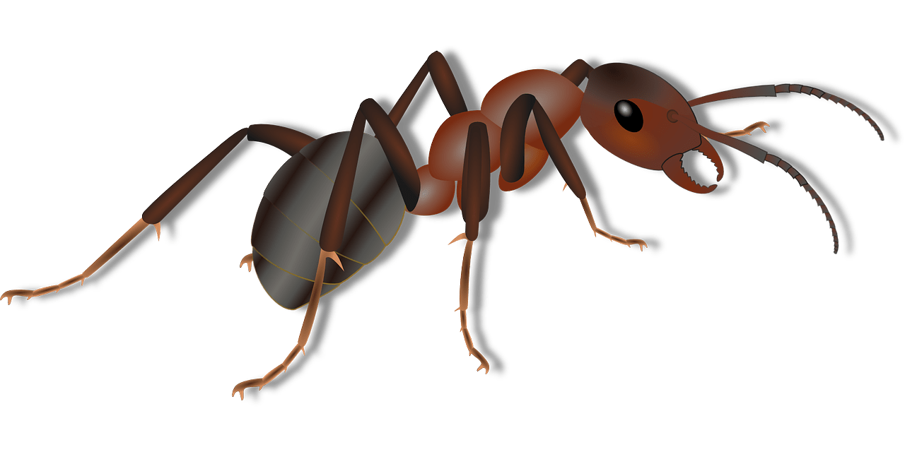Ants Spider Control Sacramento CA (916) 3785102