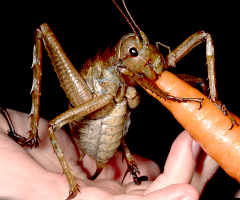 Is the Largest Bug in the World the New Zealand Giant Weta? Pest