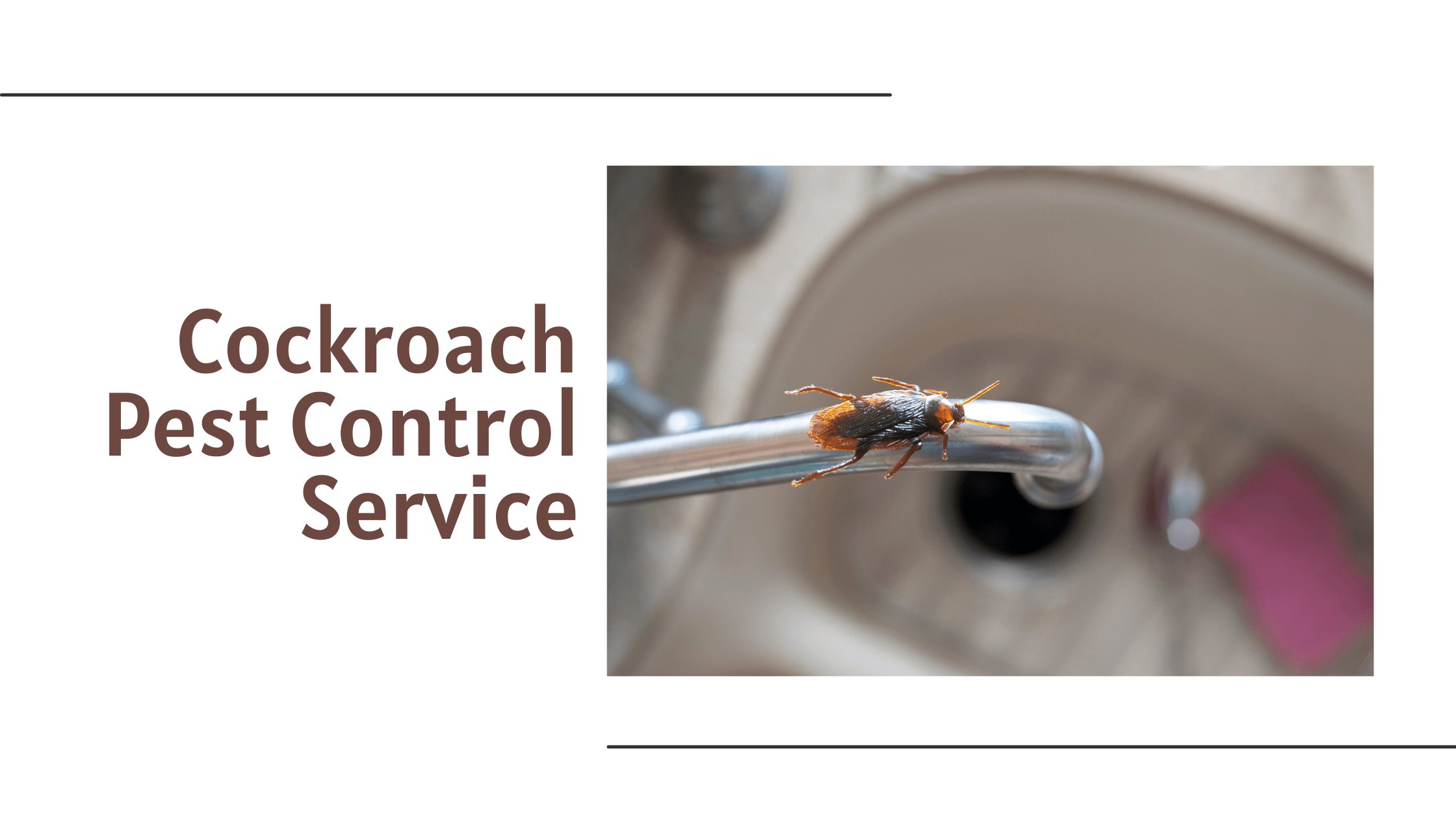 What Attracts The Cockroaches To A Clean House? Pest Control Ideas