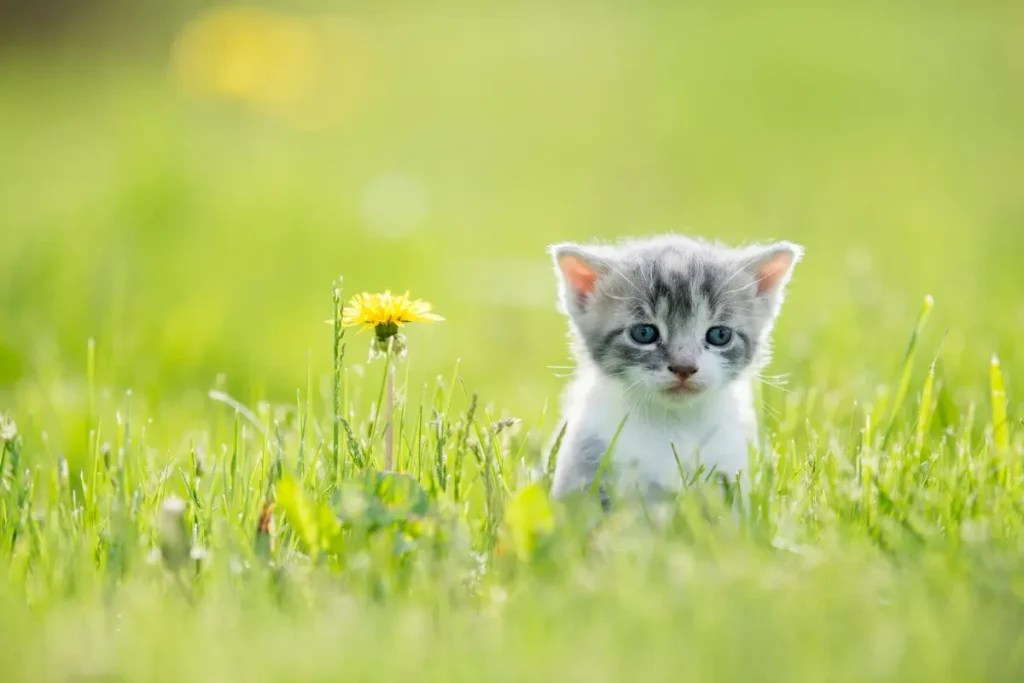 Do Cats And Possums Get Along [What's The Truth]