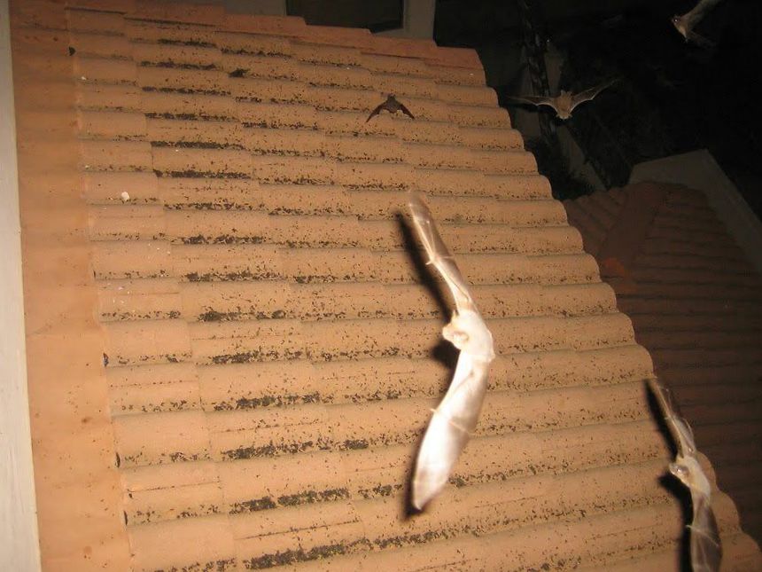 Bat Prevention How to Keep Bats Away From Your Home