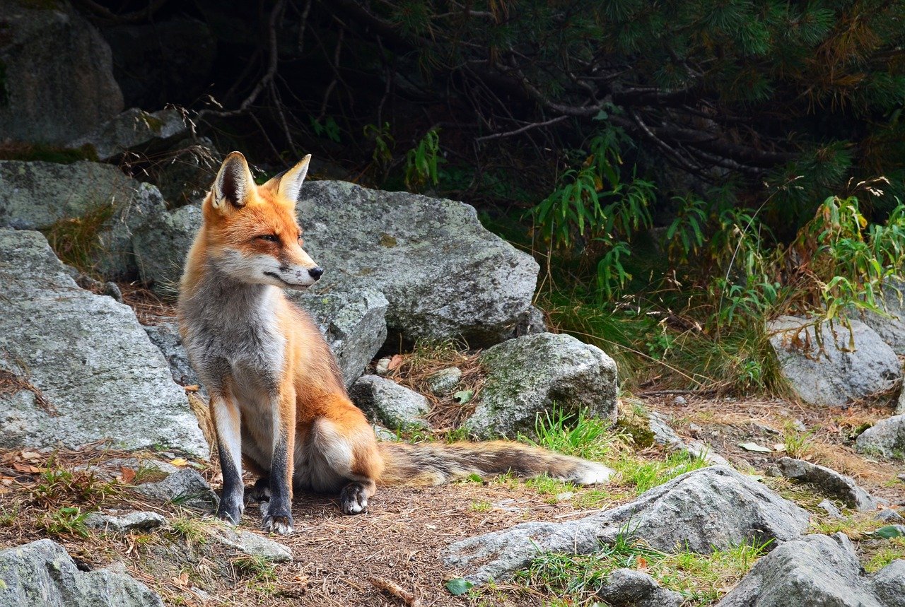 Foxes