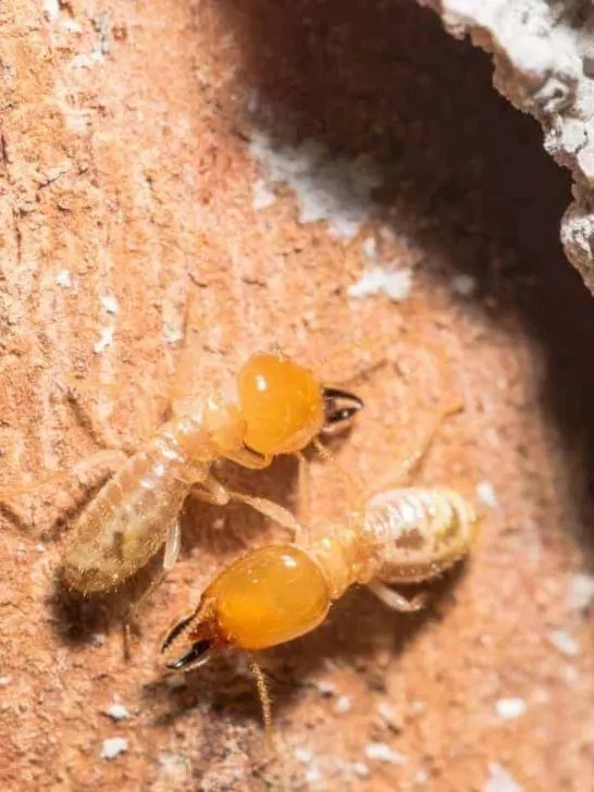 How Long Does It Take to Kill Termites Once Treated? Pest Control Zone