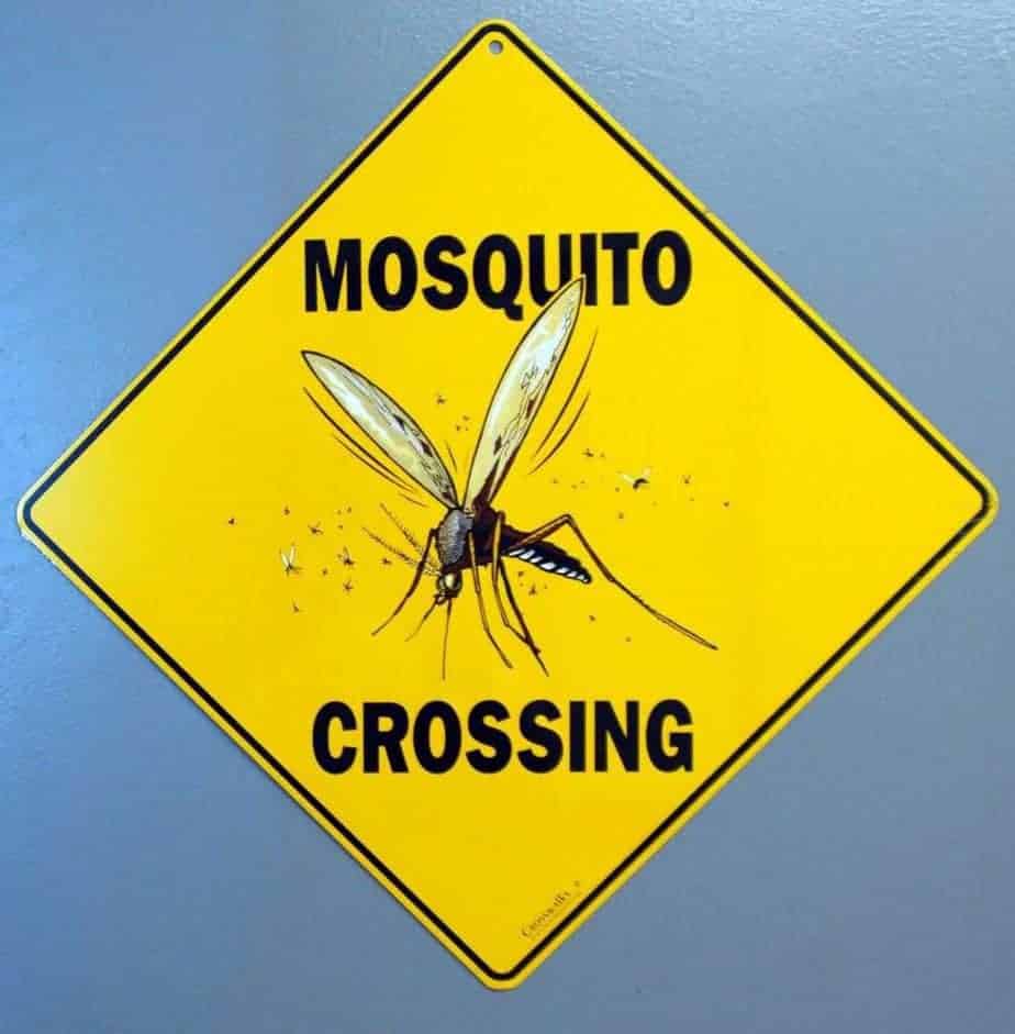 When Are Mosquitoes Most Active? Pest Control Zone