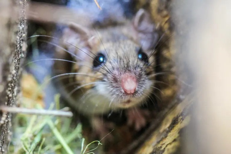 How Long Can a Mouse Live Without Food? Pest Control Zone