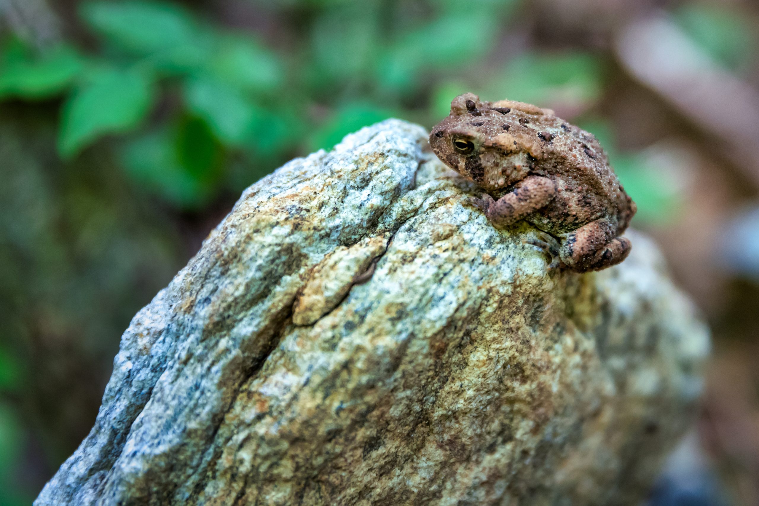 What Animals Eat Cockroaches? Pest Control Zone