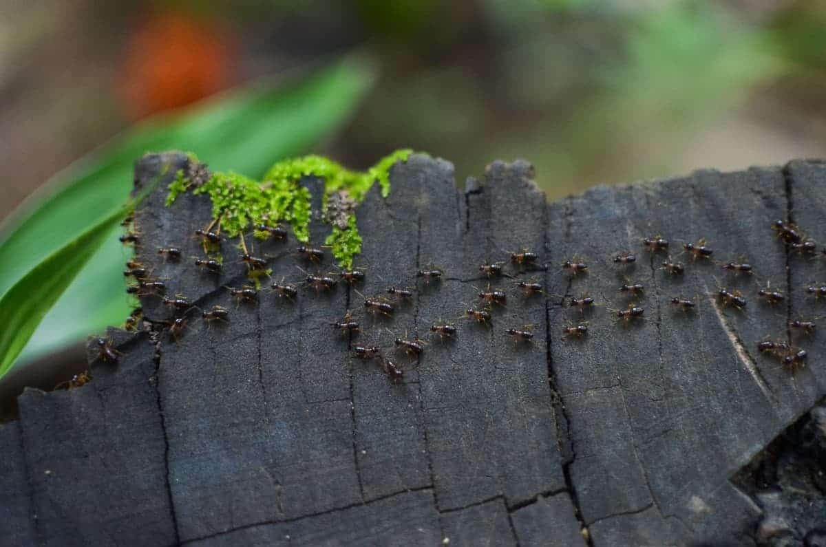 How Long Does It Take to Kill Termites Once Treated? Pest Control Zone