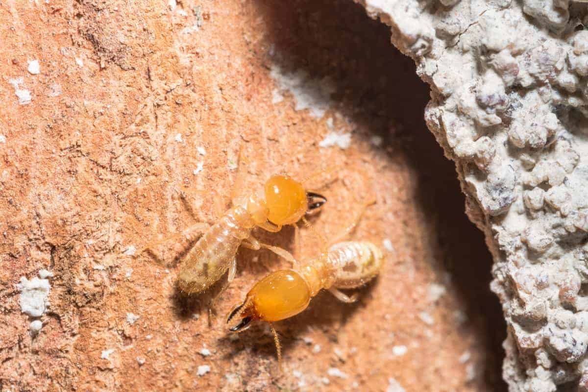 How to Defend Against Termites in Florida Pest Control Zone
