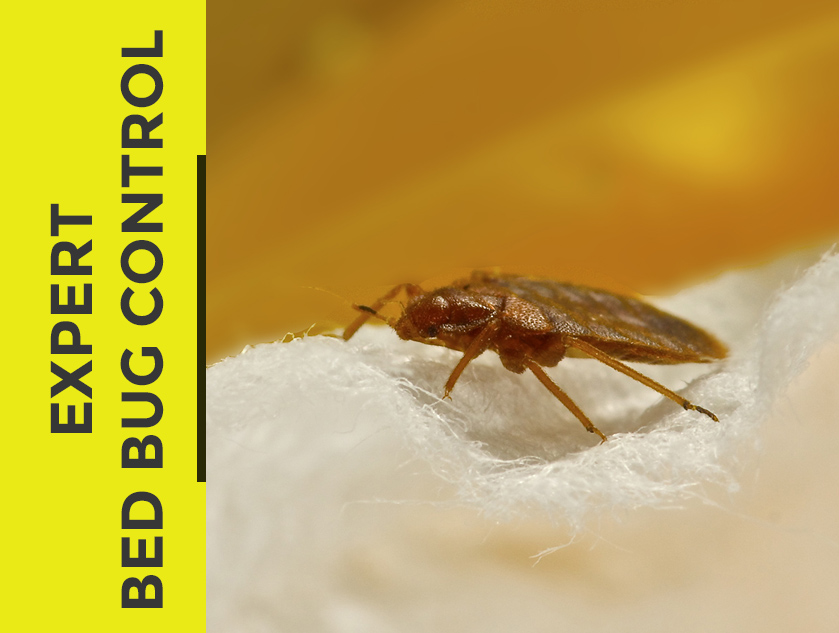 Bedbug Control Pestcotek