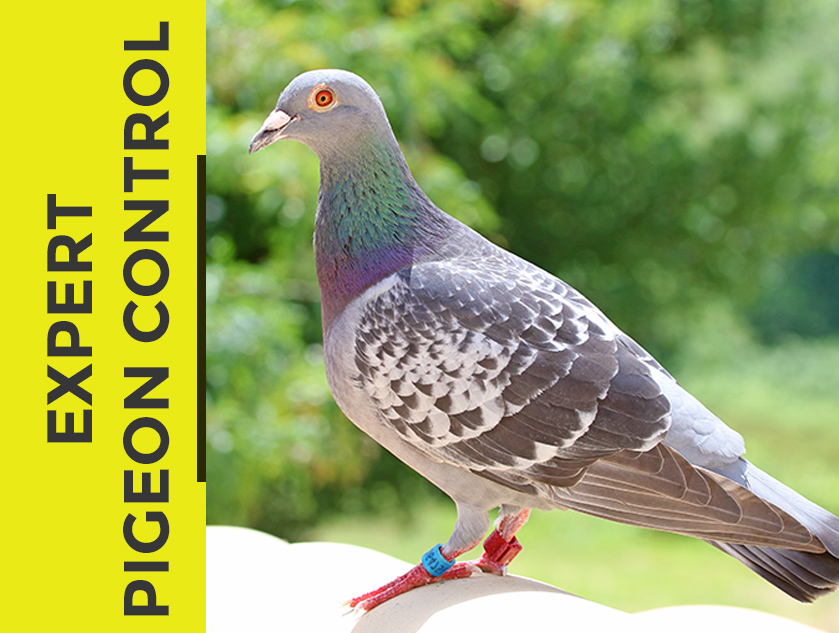 Pigeon Proofing Pestcotek