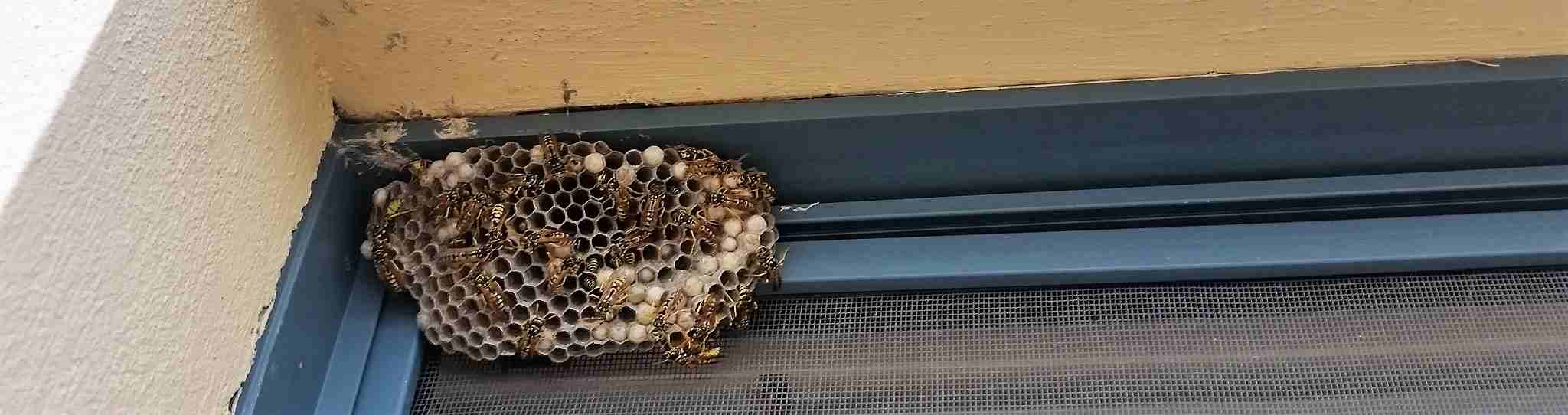 Wasp nest removal for homes near me in Booragoon