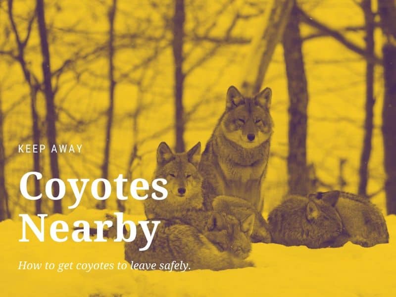 What To Do If Coyotes Have Taken Up Residence Near Your Home Pest