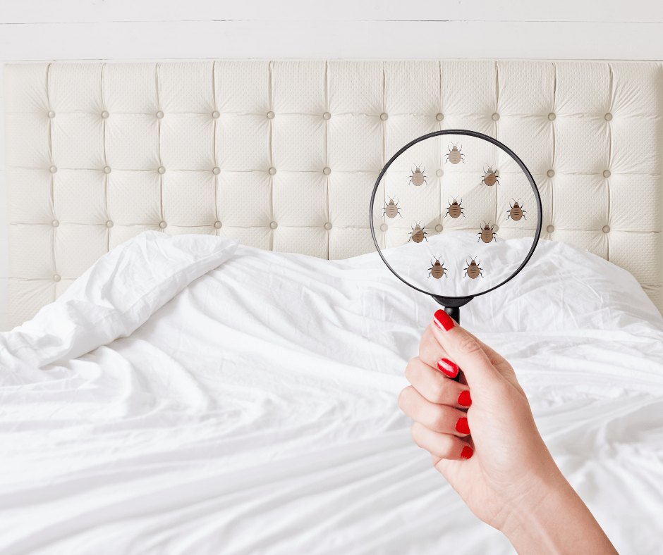 Bed Bugs in Your Dorm? Here’s what you should do ASAP Pest Detective