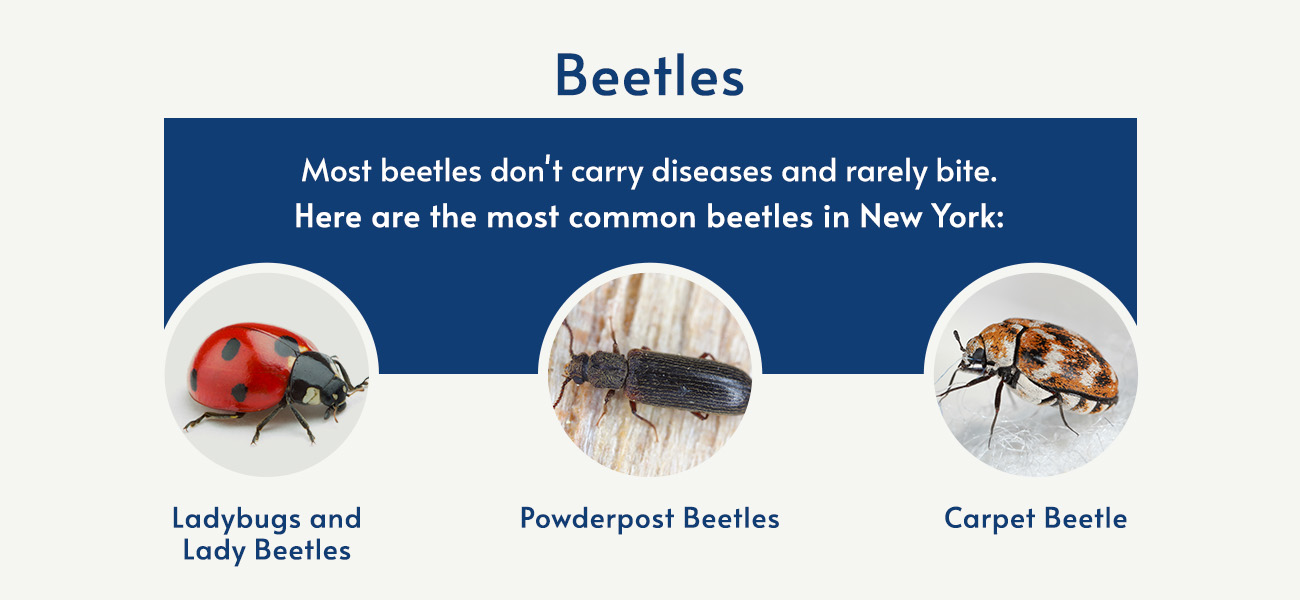 Most Common New York Pests Pestech Pest Control and Exterminator