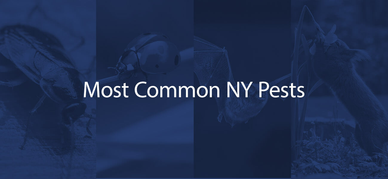 Most Common NY Pests Pestech