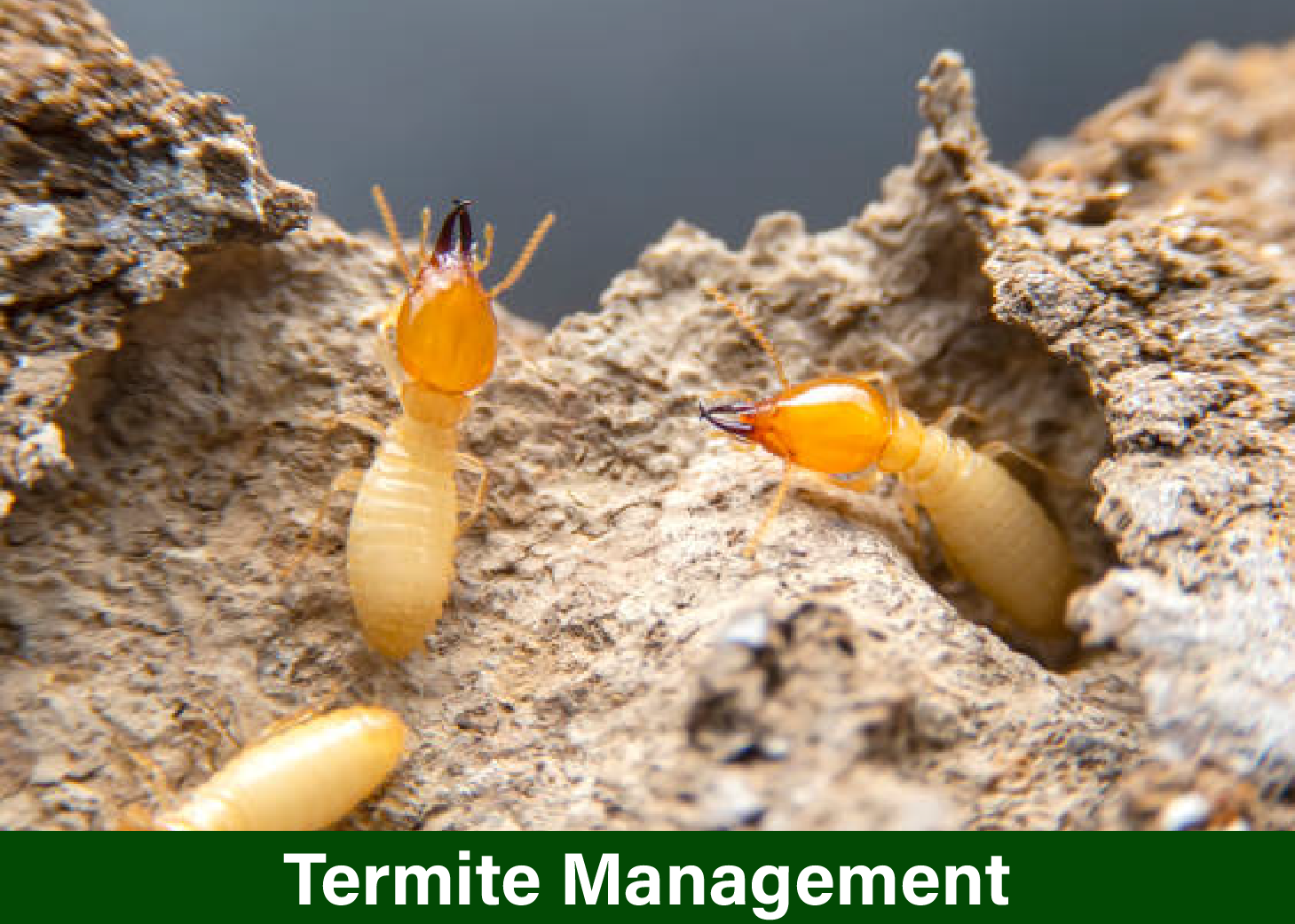 Pestex Pest Control Services in Lahore Fumigation services