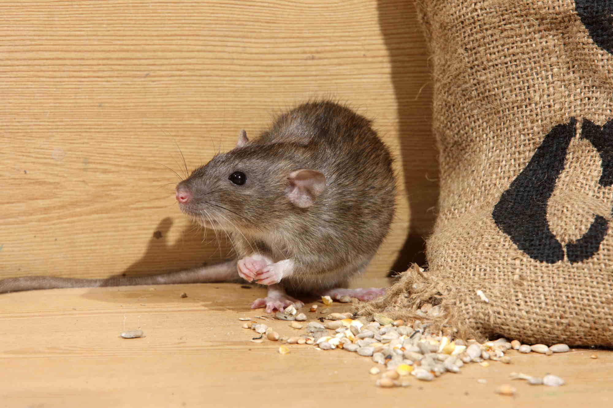 How Much Do Rat Exterminators Cost? Compare Prices Now