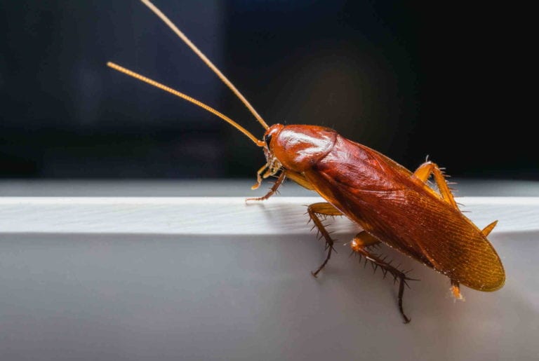 How Long Can Cockroaches Live Without Food?