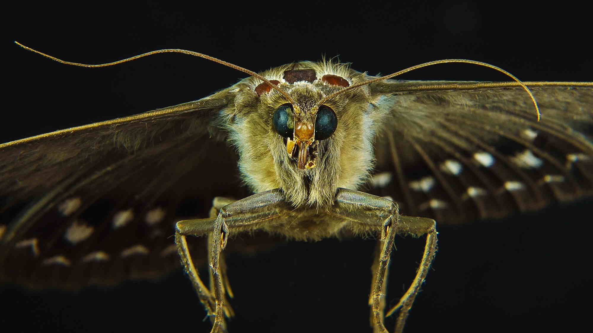 How Much Does Moth Control Cost? Find Moth Exterminators Near You