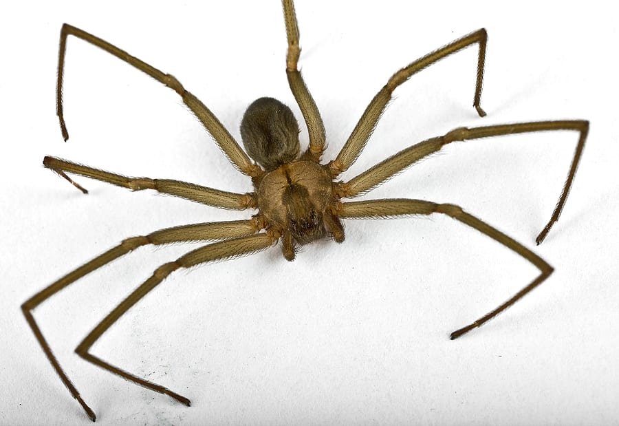 How Much Do Spider Exterminators Cost? Find Spider Control Services