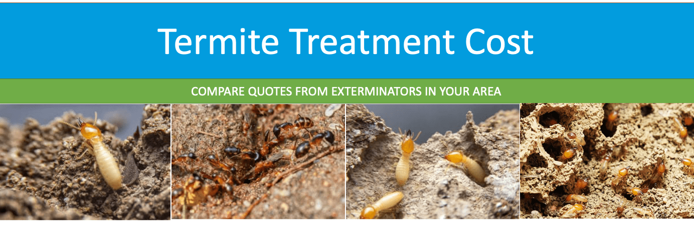How Much Does Termite Treatment Cost in Austin, TX?