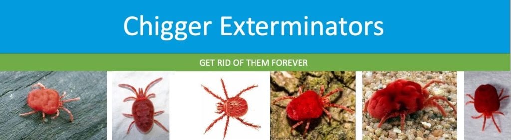 How To Kill Chiggers Complete Guide To Getting Rid of Chiggers