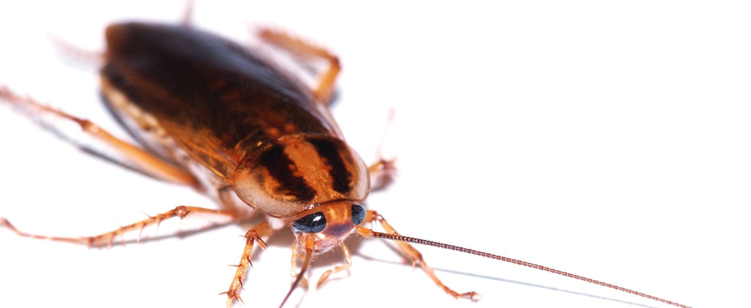 Health Risks of Roach Infestation And How to Prevent It