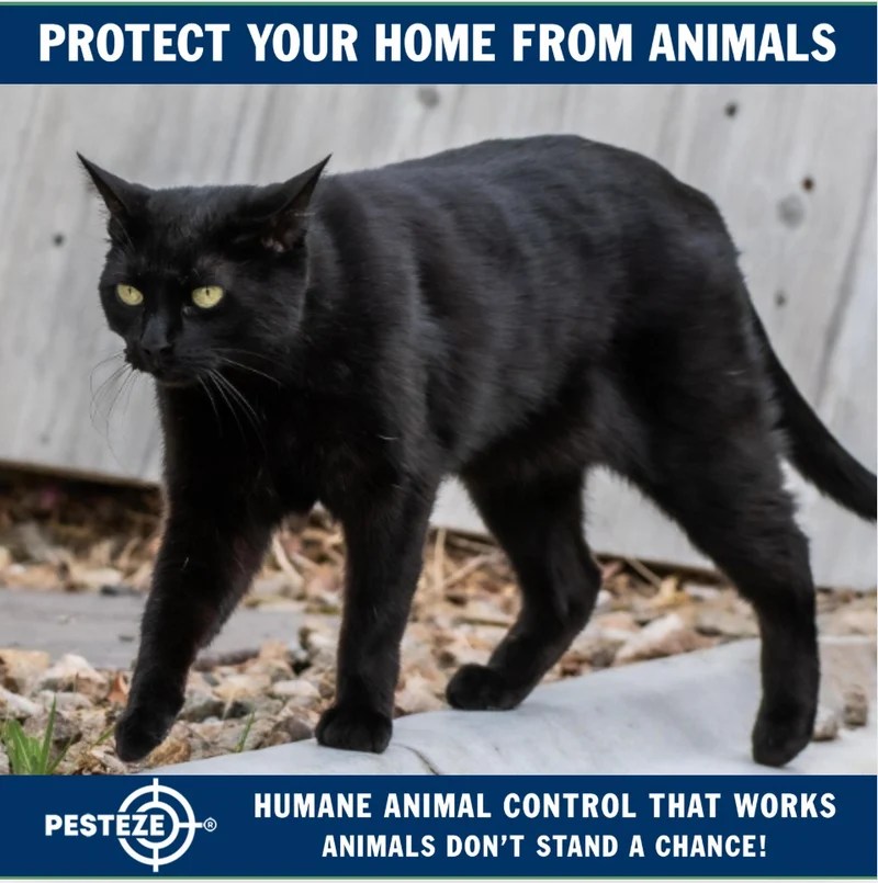 TOP HUMANE ANIMAL DETERRENTS FOR EVERY BUDGET Pesteze