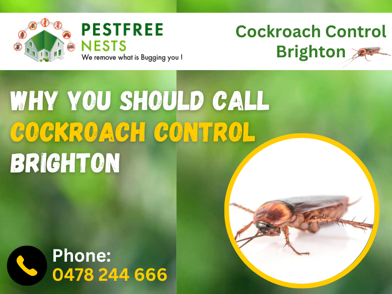 Why You Should Call Cockroach Control Brighton