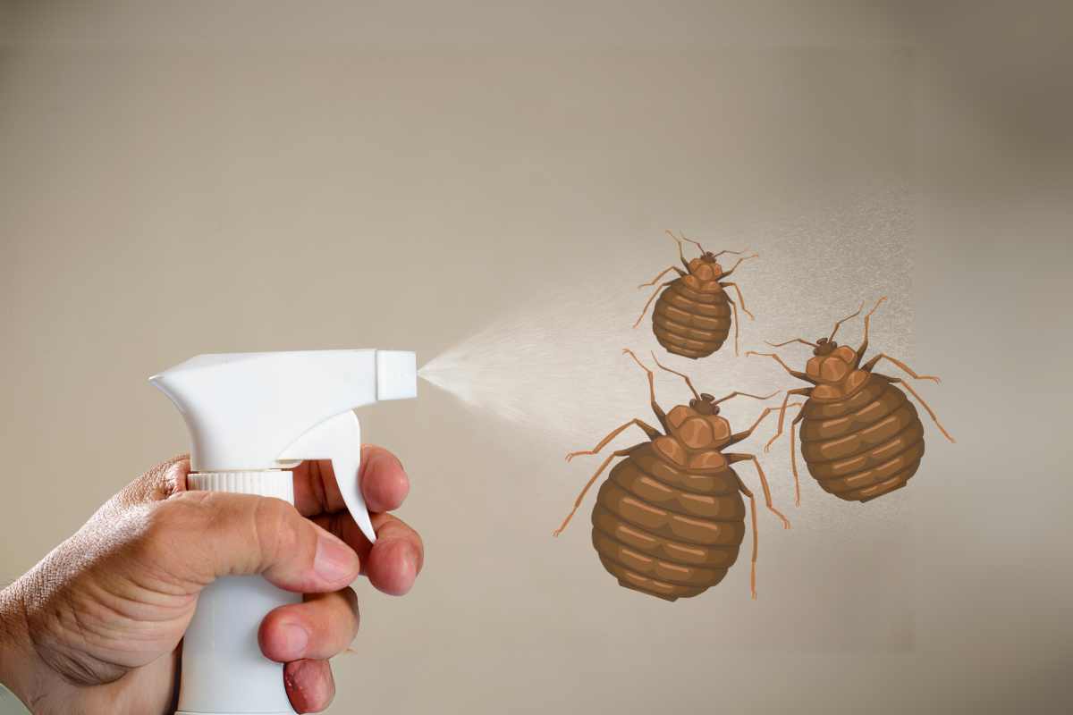 Does Alcohol Kill Bed Bugs and Eggs?