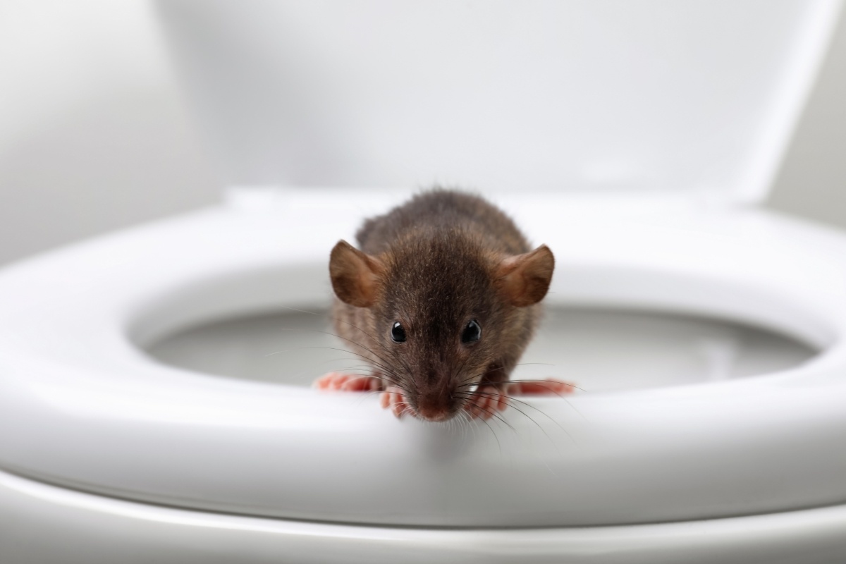 Can Sewer Rats Swim Up Your Toilet?