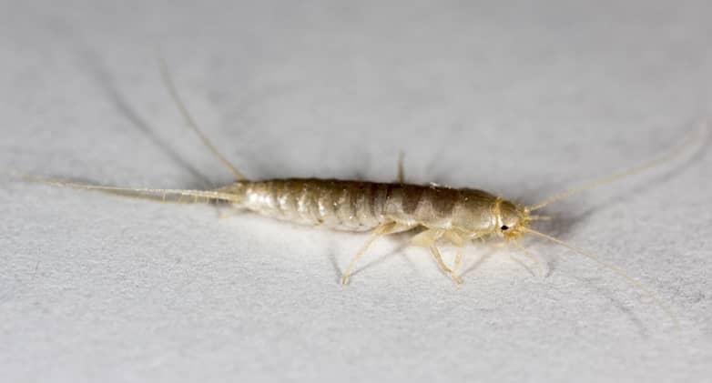6 Silverfish Infestation Signs to Look Out For Pest Hacks