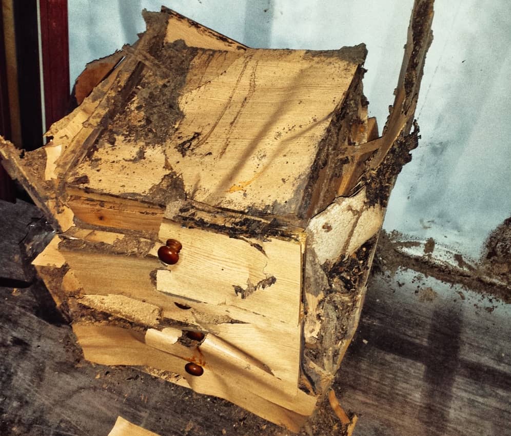 Termite Facts and FAQs ('Cause Knowing is Half the Battle) Pest Hacks