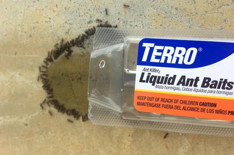 How to Get Rid of Ants in Your Car 5 Ways Guaranteed to Kill Ants in Cars