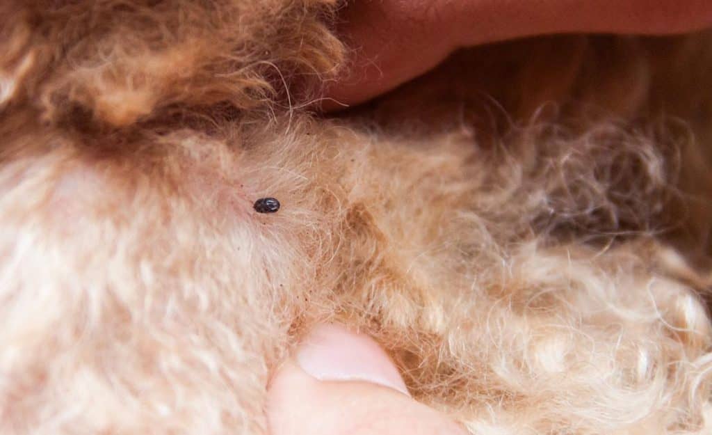 What Do Ticks Look Like? 23 Pictures of Ticks in All Life Stages