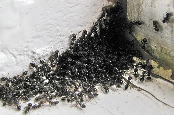 Pest Control Sydney Northern Beaches Pest Management Ants