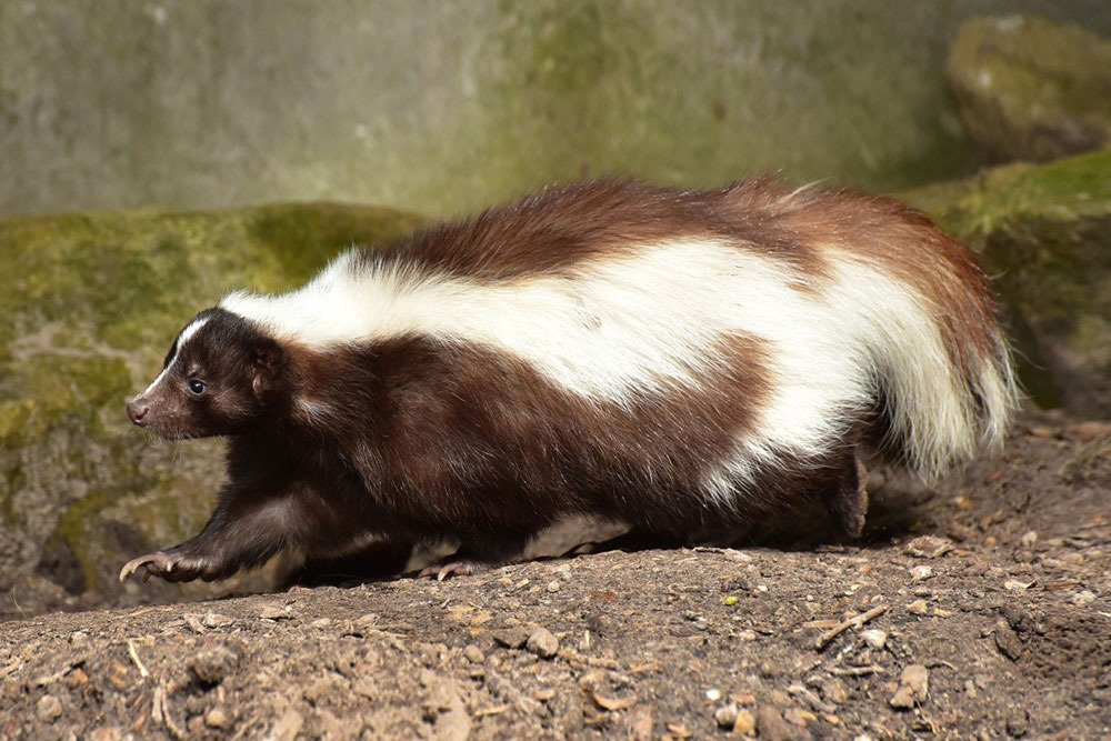 Professional Skunk Removal Toronto, Pickering, Oshawa Pestico