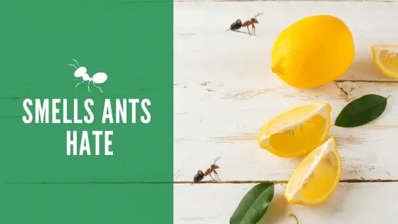 Ants Coming Out of Bathtub Faucet How to Prevent an Infestation