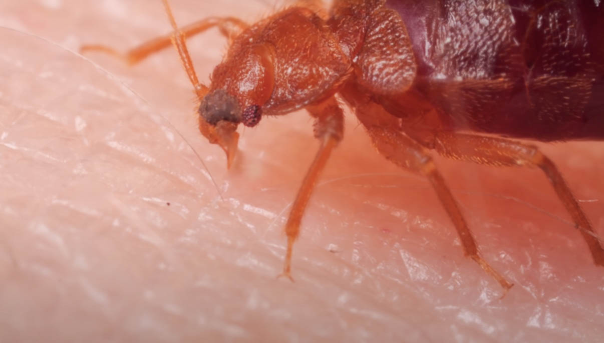 Bed Bugs Pest Information