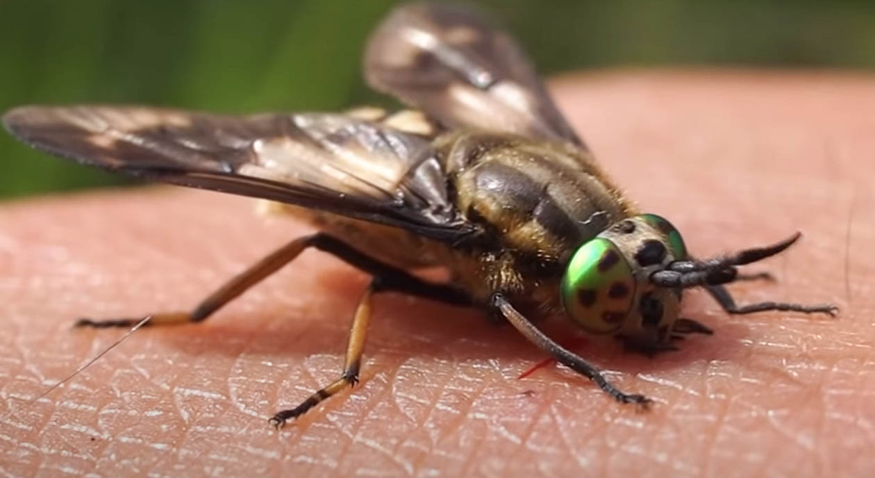 About the Deer Fly Pest Information