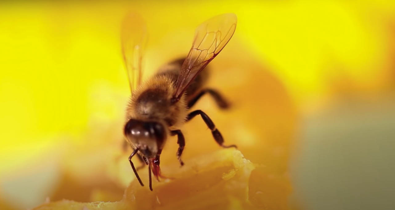 Why are bees attracted to my property? Pest Information