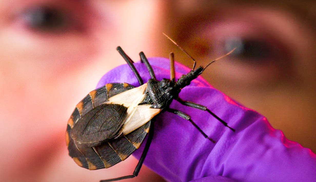 About Kissing Bugs Pest Information