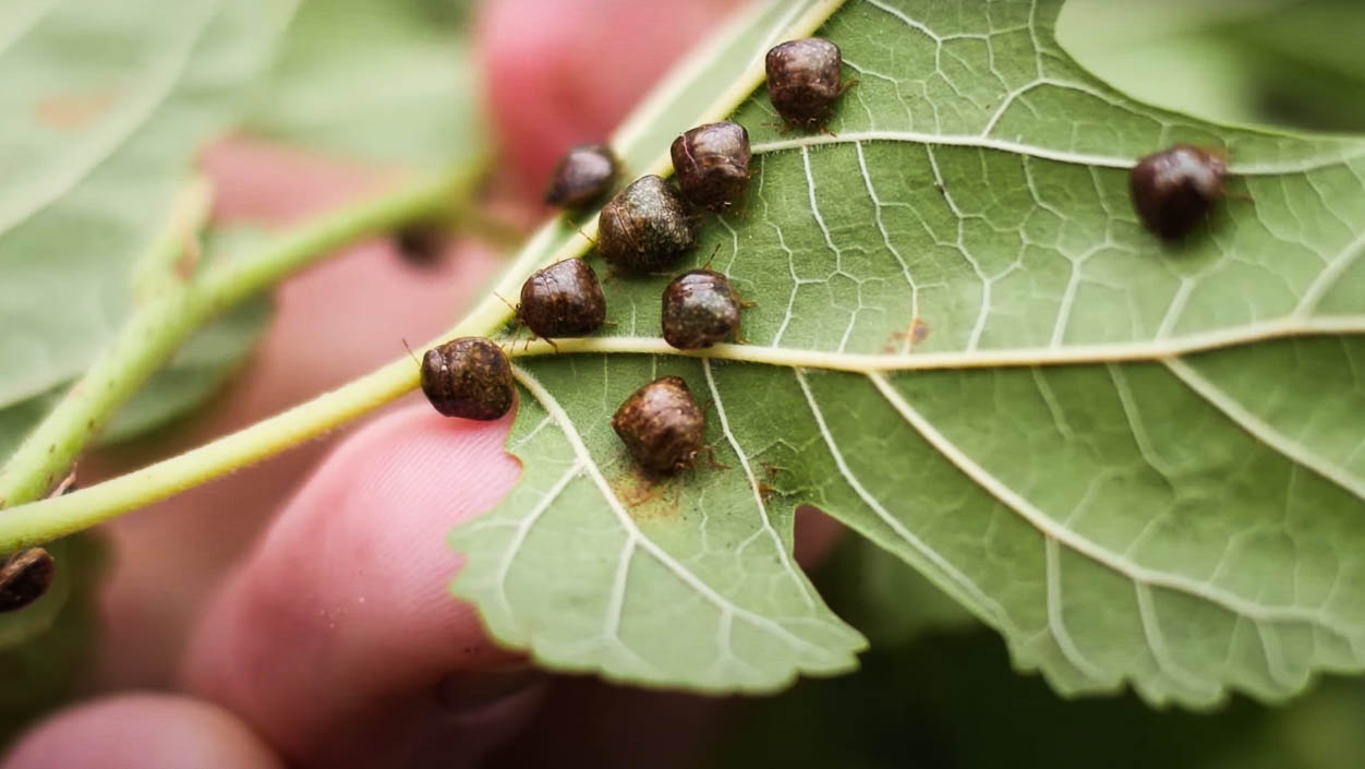 About Kudzu Bugs Pest Information