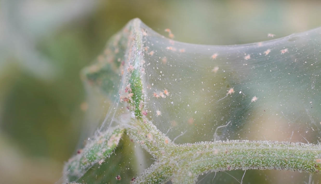 What Diseases Do Mites Spread? Pest Information