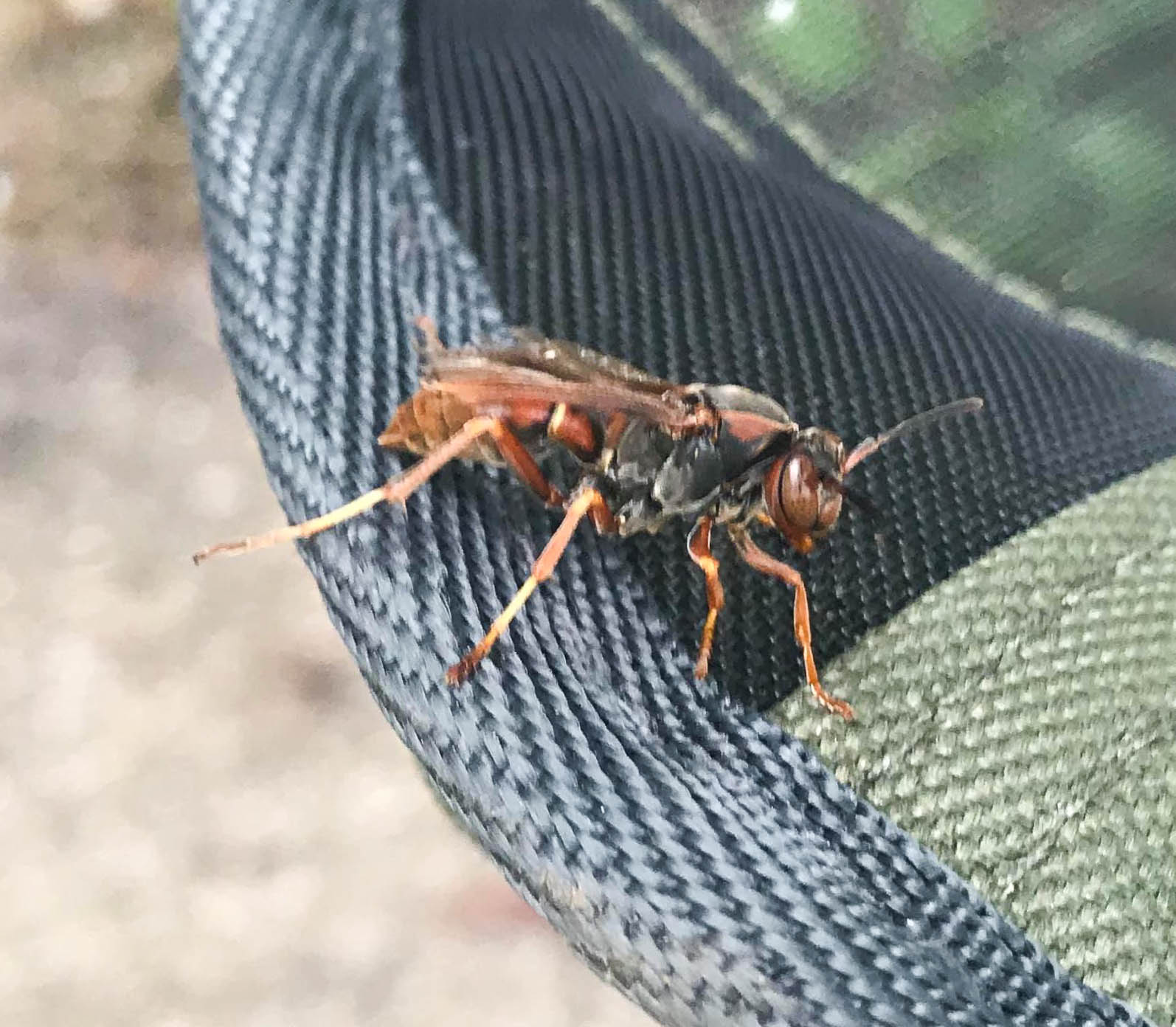 About Great Black Wasps Pest Information