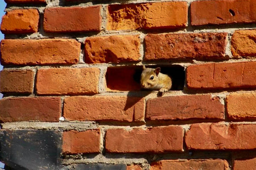 About Squirrels Pest Information