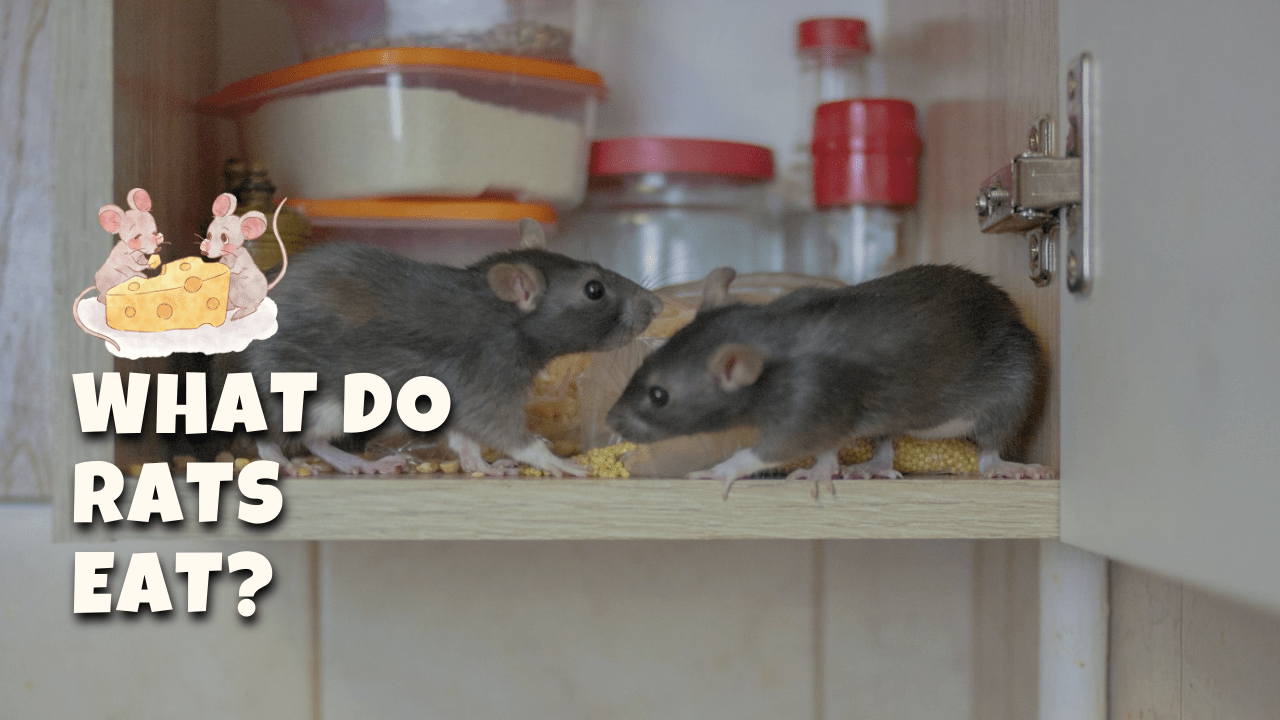 Pest Control Information