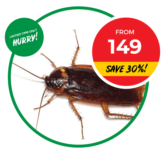 Effortless ways to fix the problems of cockroaches