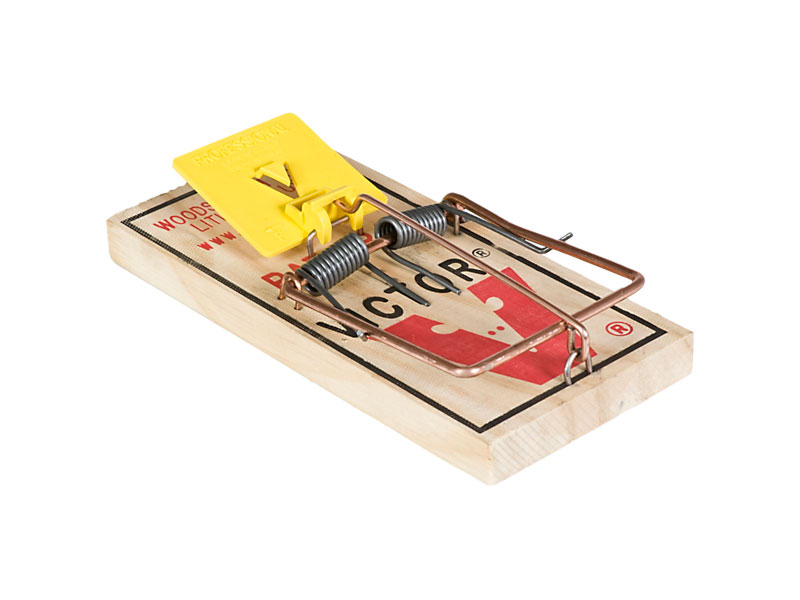 Do You Have Mice Holes in Yard? How to Get Rid of Them ASAP