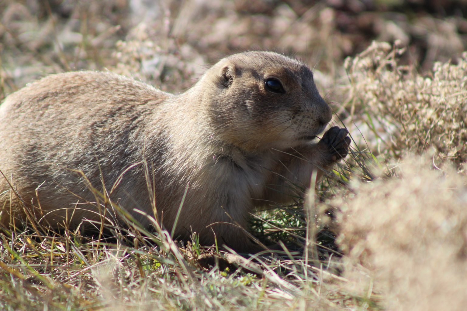 Gopher vs. Mole What's the Difference?